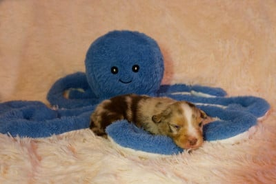 Les chiots de Berger Américain Miniature