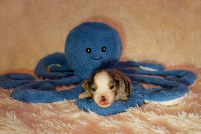 Les chiots de Berger Américain Miniature