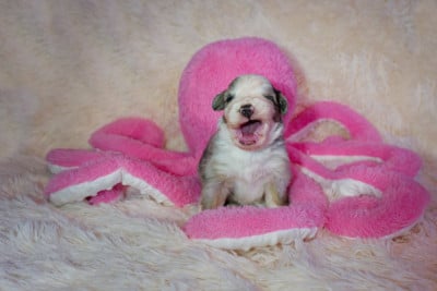 Les chiots de Berger Américain Miniature 