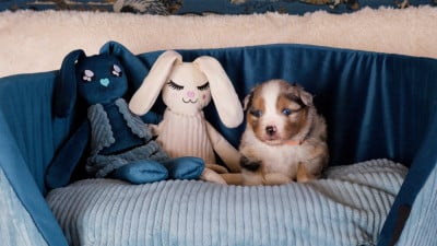 Les chiots de Berger Américain Miniature 