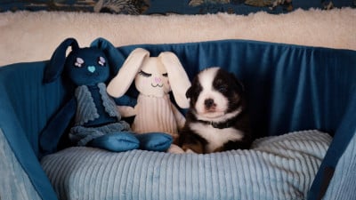 Les chiots de Berger Américain Miniature 