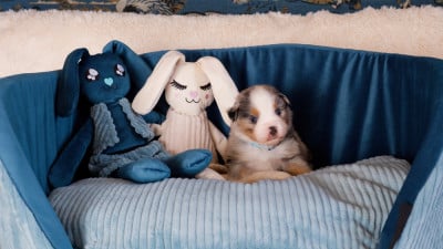 Les chiots de Berger Américain Miniature 