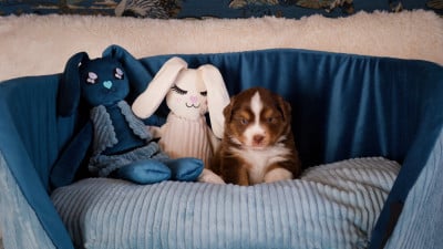 Les chiots de Berger Américain Miniature