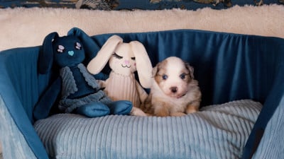 Les chiots de Berger Américain Miniature