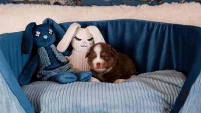 Les chiots de Berger Américain Miniature