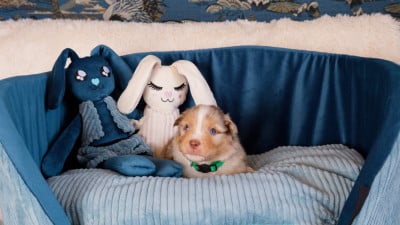 Les chiots de Berger Américain Miniature