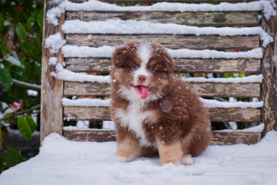 Les chiots de Berger Américain Miniature 