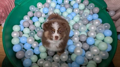 Les chiots de Berger Américain Miniature 