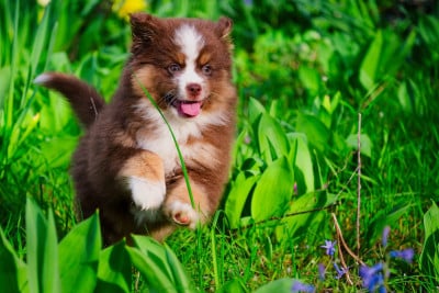 Les chiots de Berger Américain Miniature 