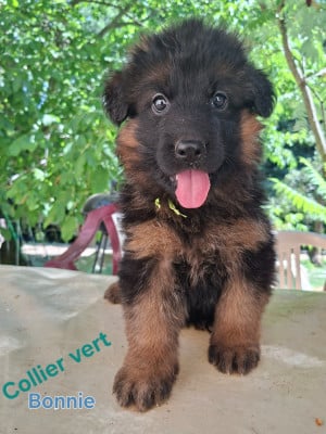 Les chiots de Berger Allemand Poil Long
