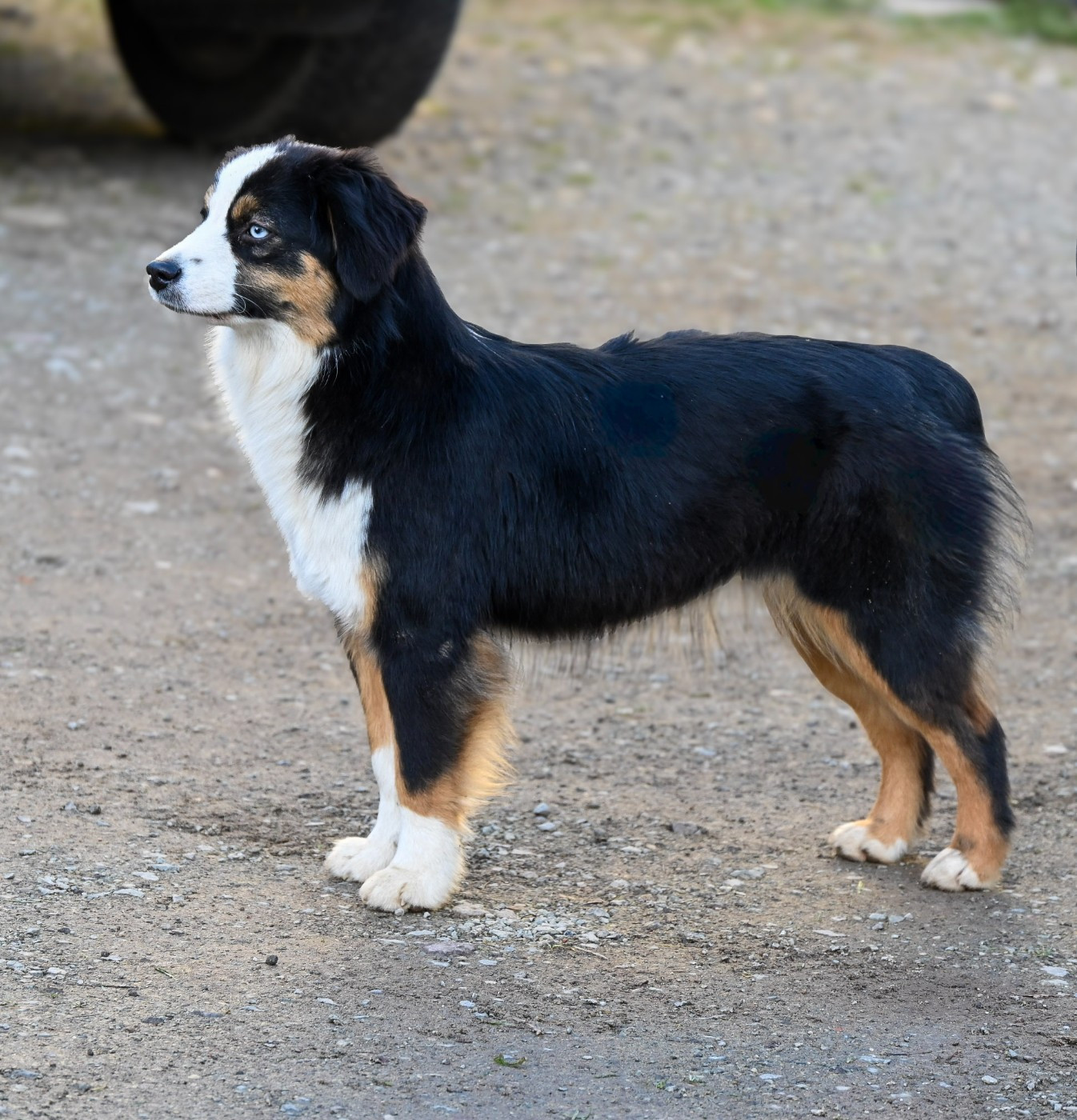 sweet world Que Sera of Moonglight Dreams