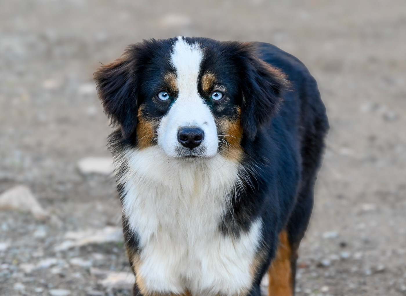 sweet world Que Sera of Moonglight Dreams