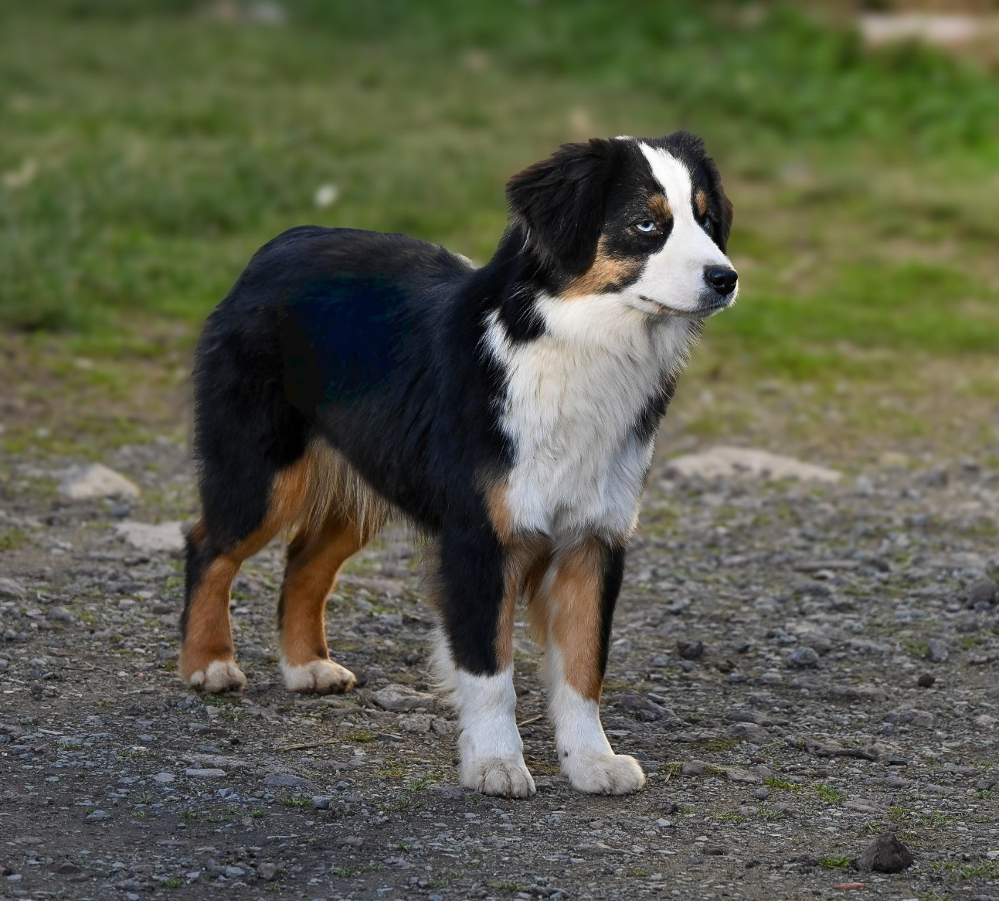 sweet world Que Sera of Moonglight Dreams