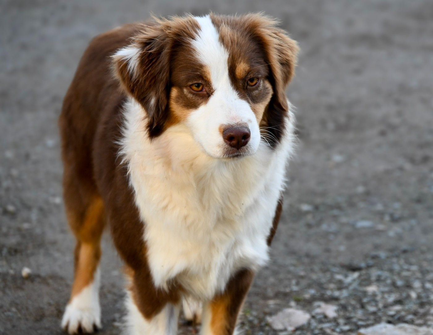 Vanilla a the toffee heart Du Domaine Des Perles D'Ambène