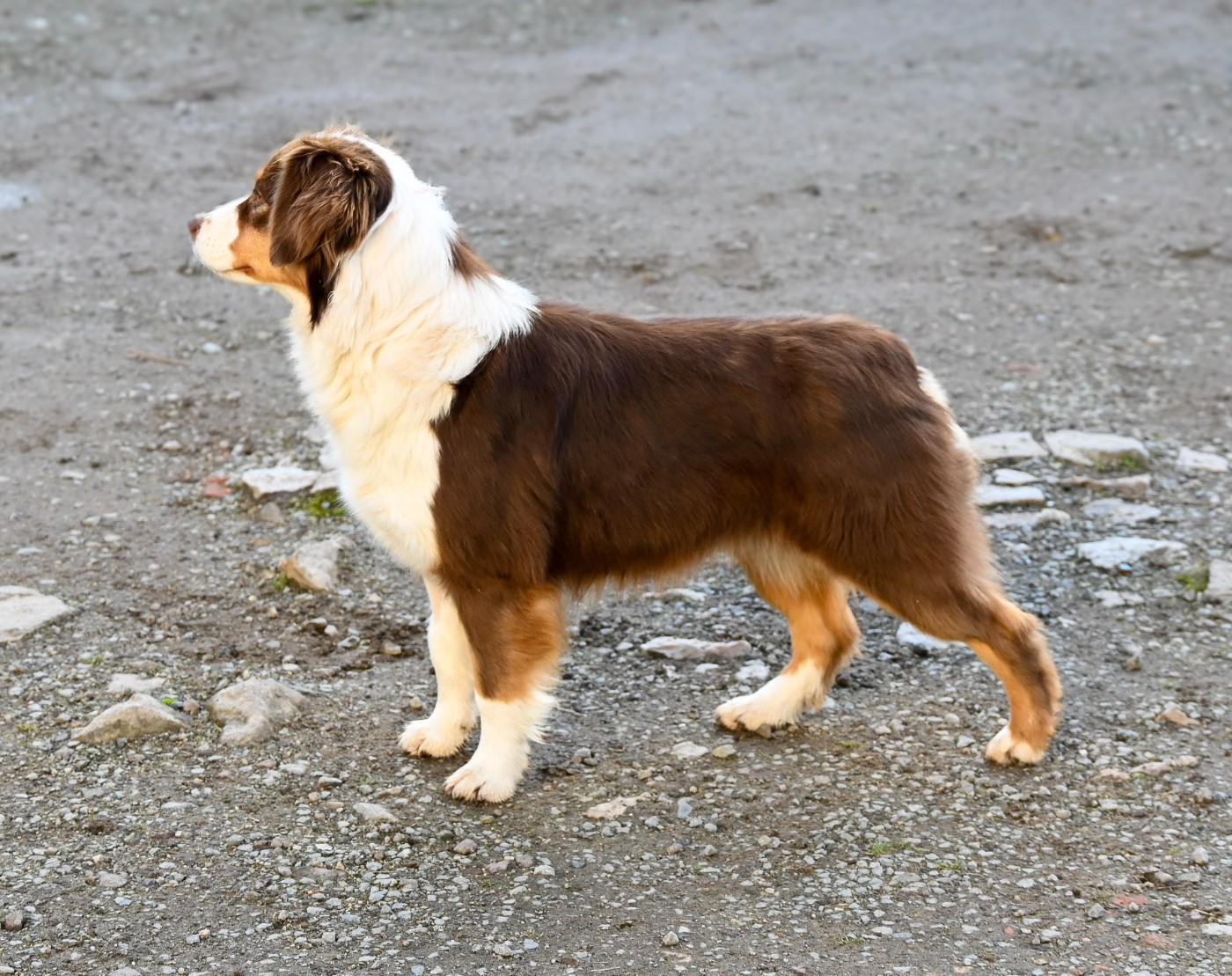 Vanilla a the toffee heart Du Domaine Des Perles D'Ambène
