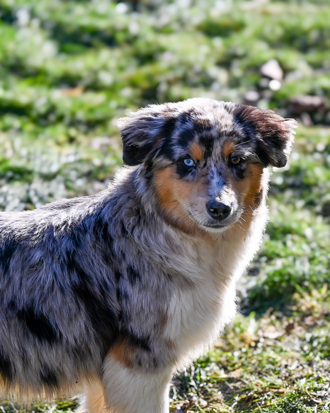 Appy Love du Domaine des Perles de la Riviera