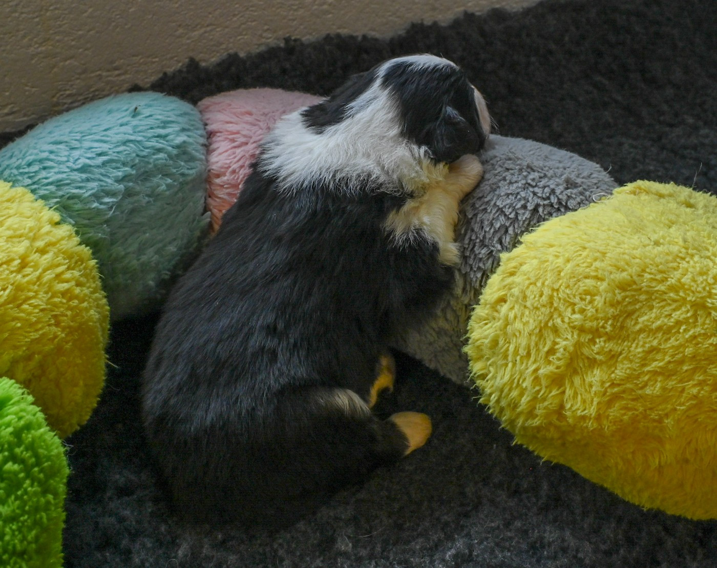 Berger Américain Miniature  - Domaine des Perles de la Riviera