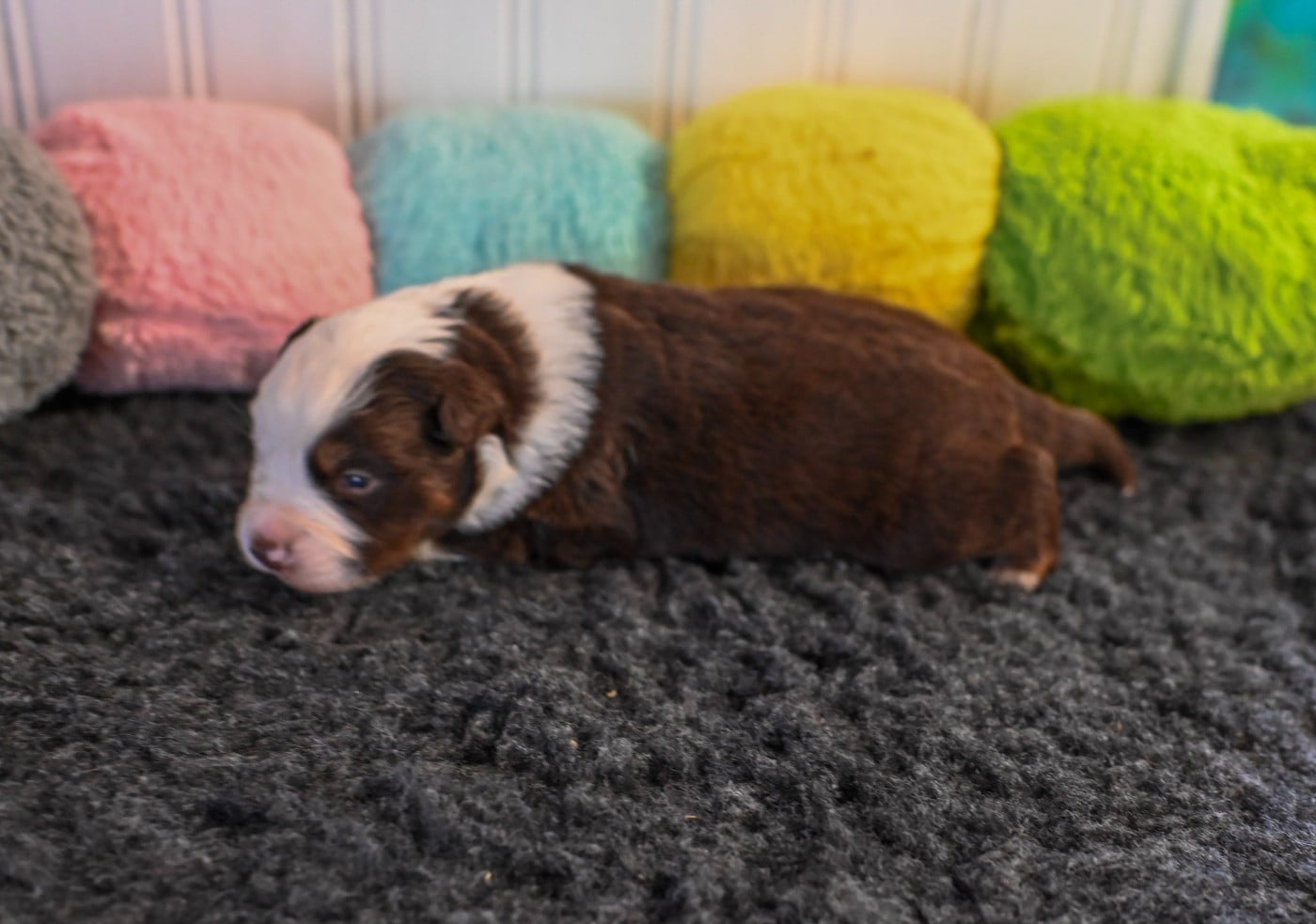 Berger Américain Miniature  - Domaine des Perles de la Riviera