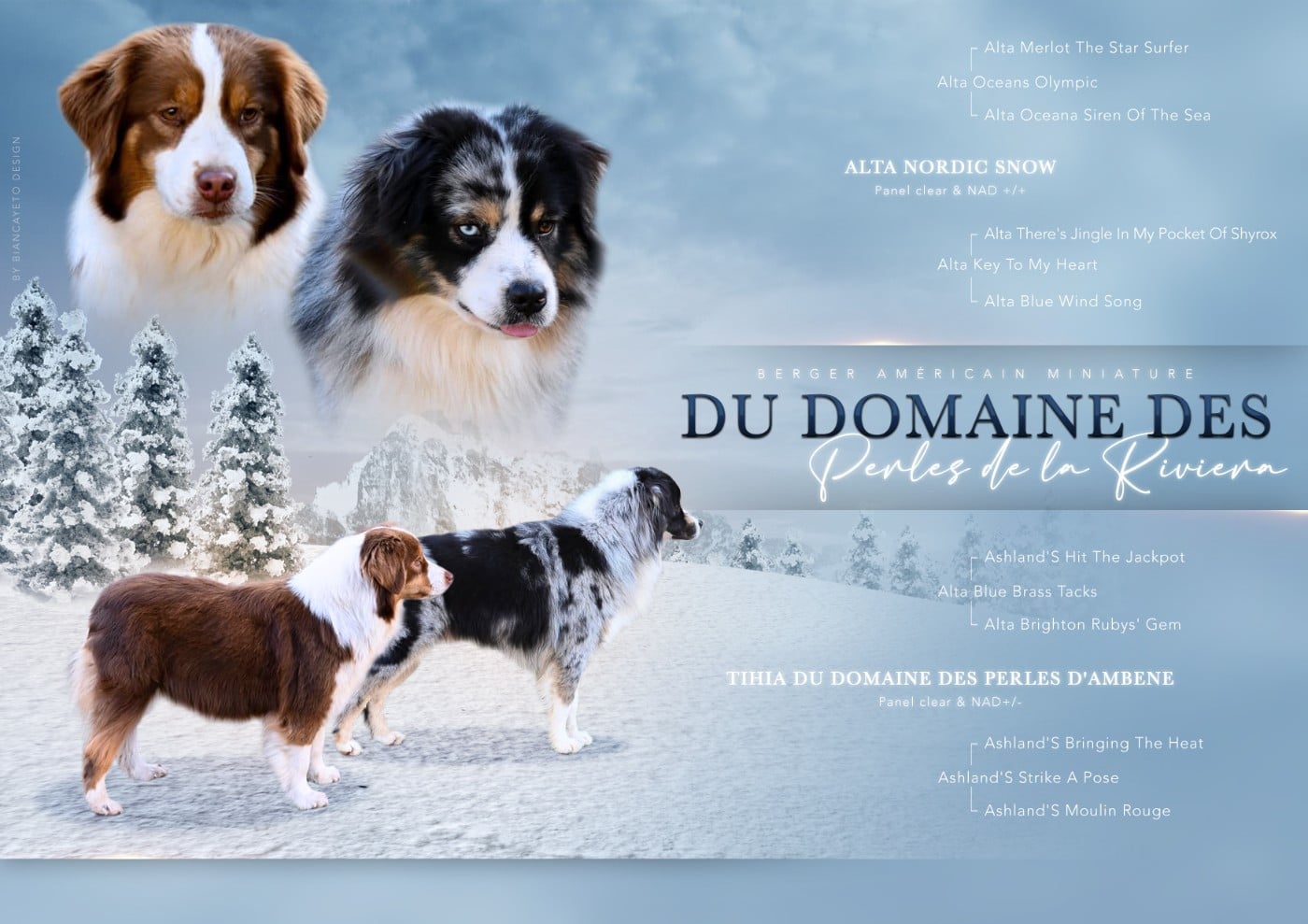 Berger Américain Miniature  - Domaine des Perles de la Riviera