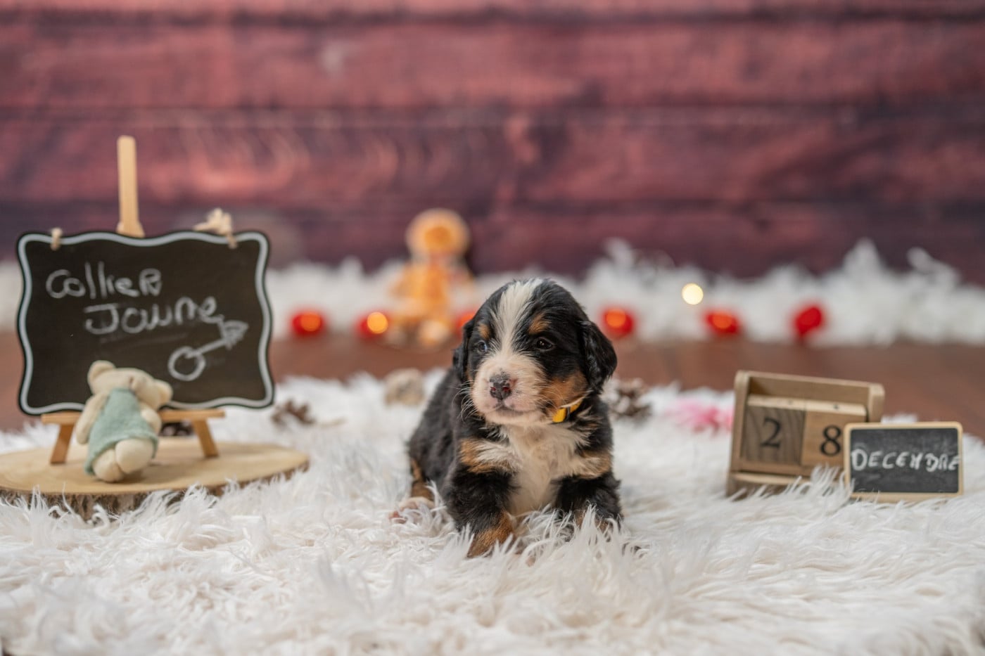 Collier jaune - Bouvier Bernois