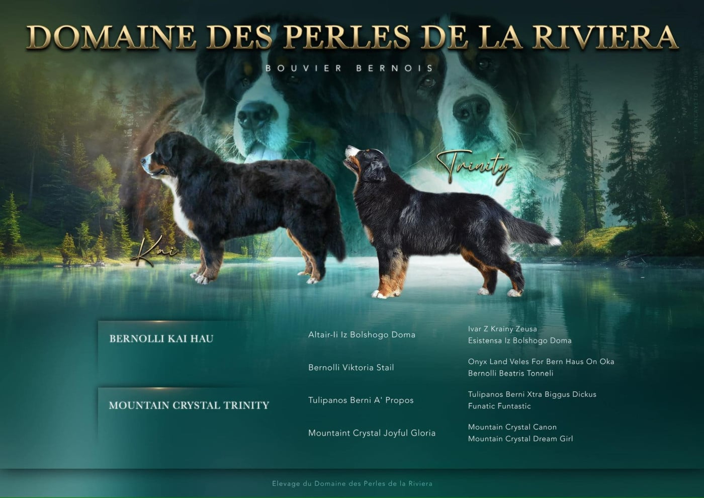 Chiot Bouvier Bernois