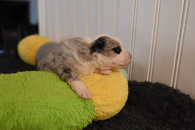 Les chiots de Berger Américain Miniature 