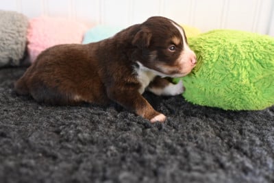 Les chiots de Berger Américain Miniature