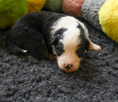 Les chiots de Berger Américain Miniature 