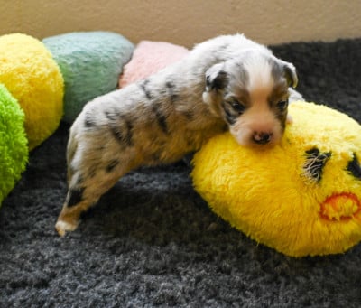 Les chiots de Berger Américain Miniature