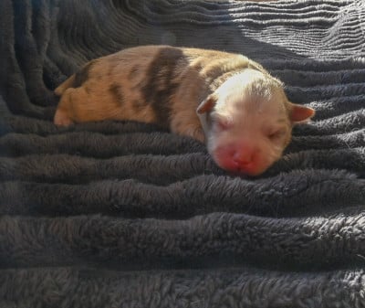 Les chiots de Berger Américain Miniature 