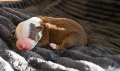 Les chiots de Berger Américain Miniature 