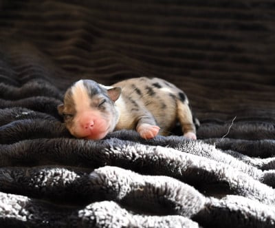 Les chiots de Berger Américain Miniature 