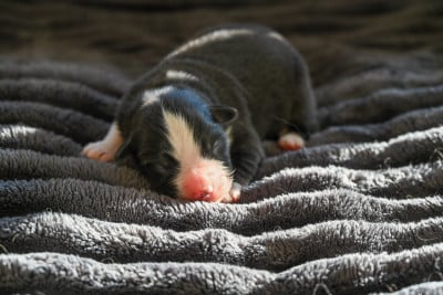 Les chiots de Berger Américain Miniature 