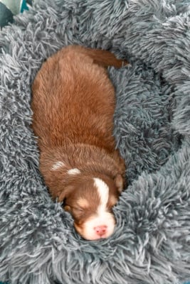 A.............................. - Berger Australien