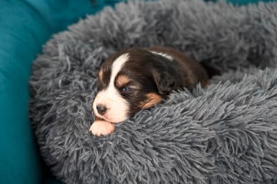 A.............................. - Berger Australien