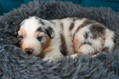 A.............................. - Berger Australien