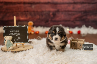 Les chiots de Berger Australien