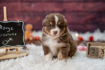 Les chiots de Berger Australien