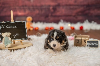 Les chiots de Berger Australien