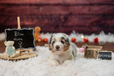 Les chiots de Berger Australien