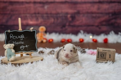 Les chiots de Berger Américain Miniature 