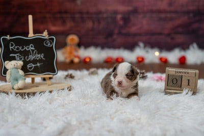 Les chiots de Berger Américain Miniature 