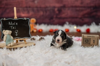 Les chiots de Berger Américain Miniature 