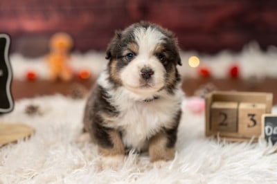 Les chiots de Berger Australien