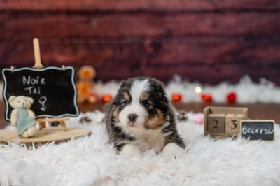 Les chiots de Berger Australien