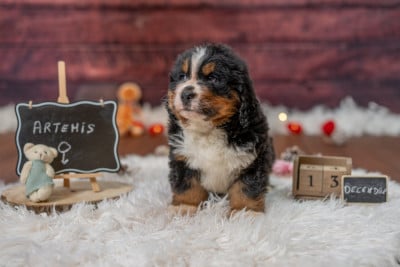 Les chiots de Bouvier Bernois