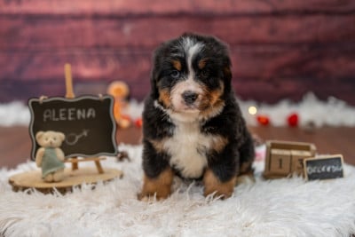 Les chiots de Bouvier Bernois