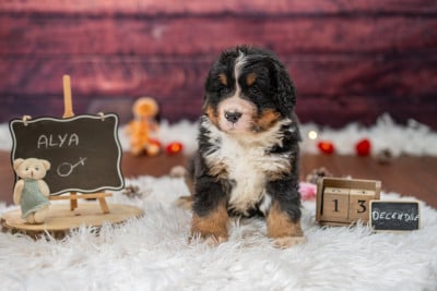 Les chiots de Bouvier Bernois