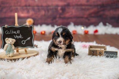 Les chiots de Bouvier Bernois