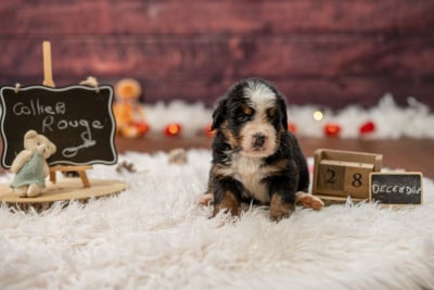 Les chiots de Bouvier Bernois